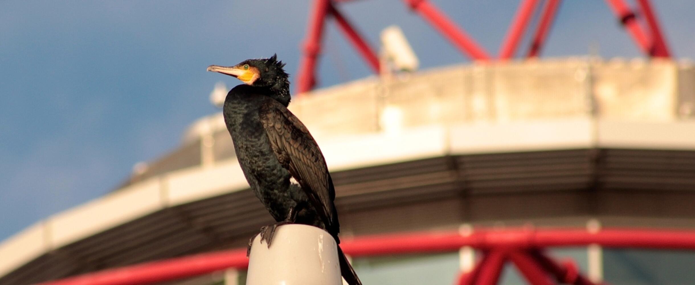Cormorant bird perched in from to of the ArcelorMittal Orbit