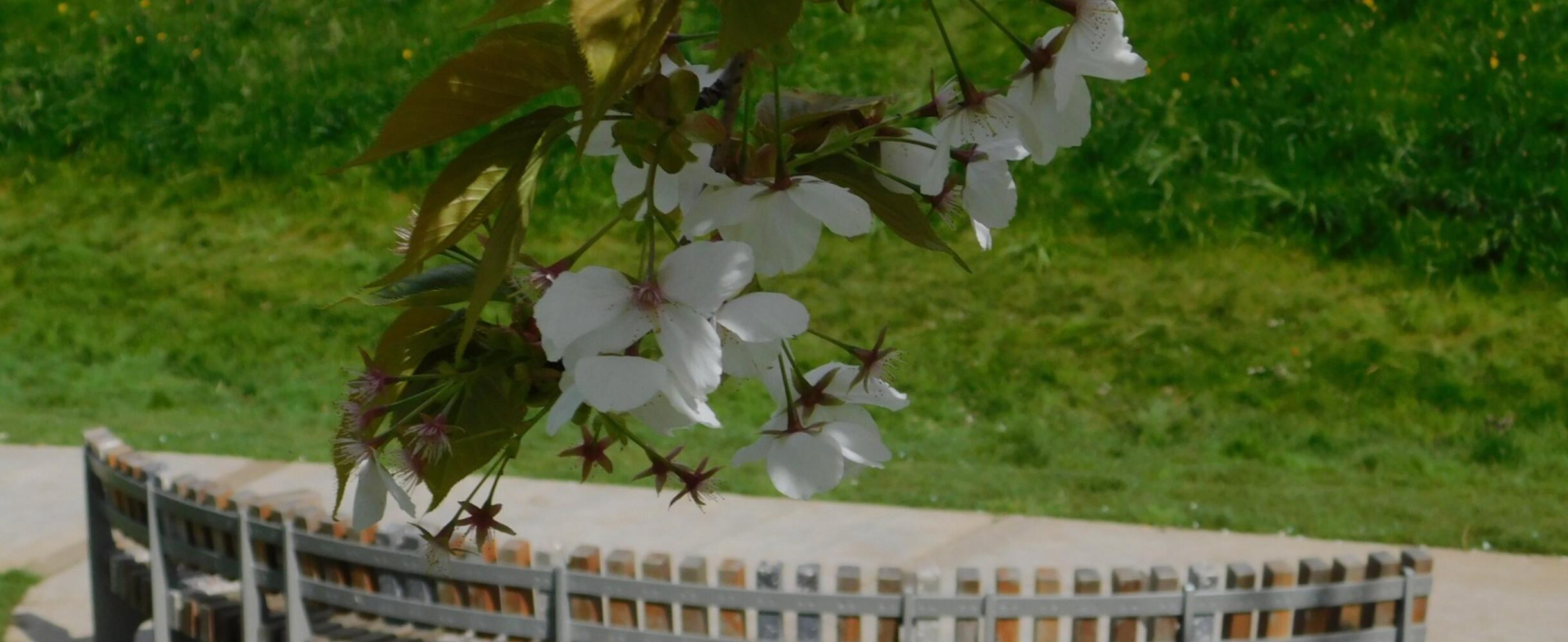 Blossom from a tree in front of a bench