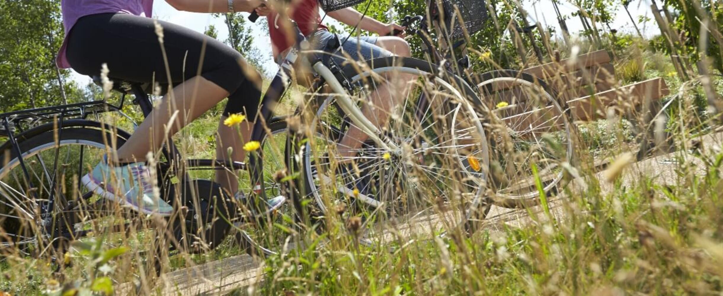 Cyclists in the Park