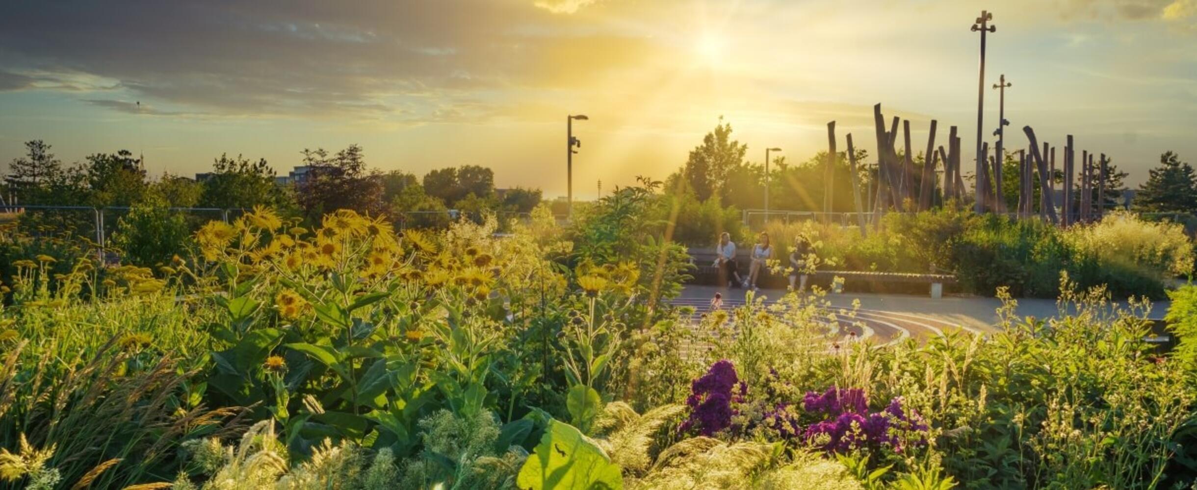 Sunset over the Park gardens