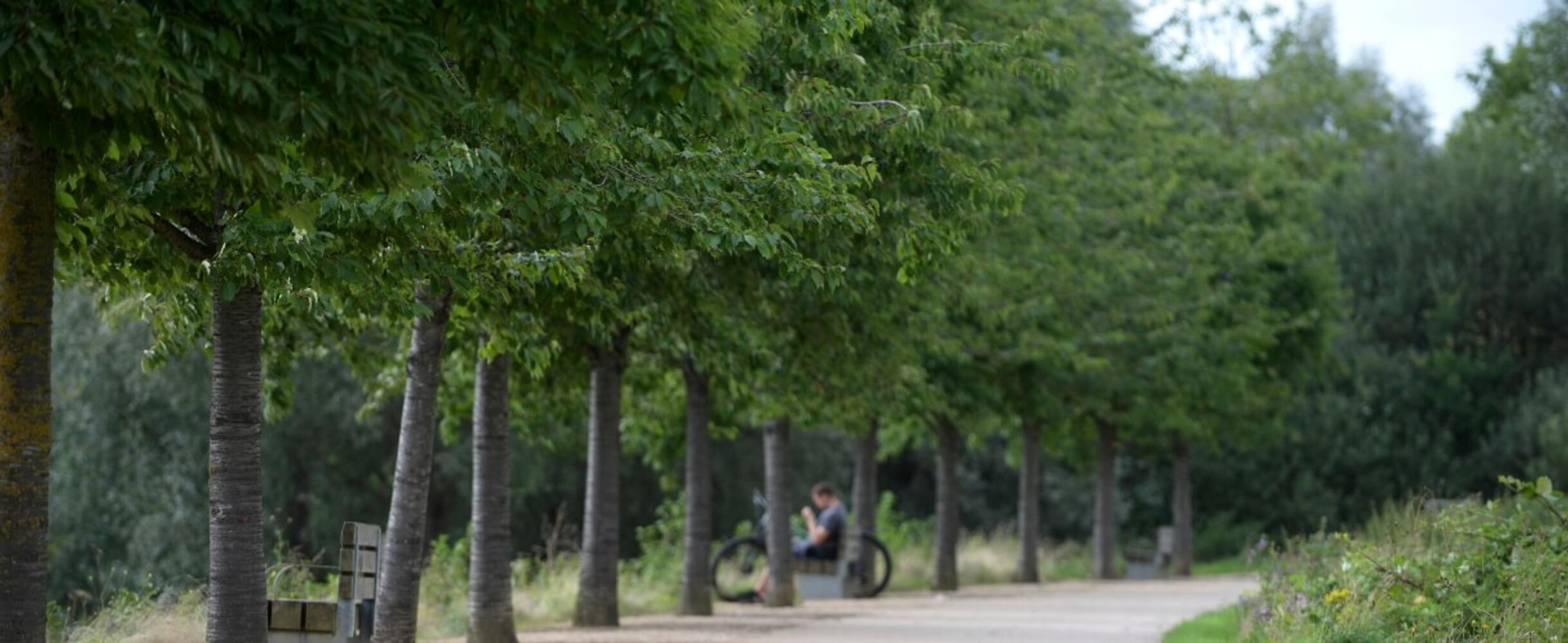 Trees lining up alongside a path in the South Park