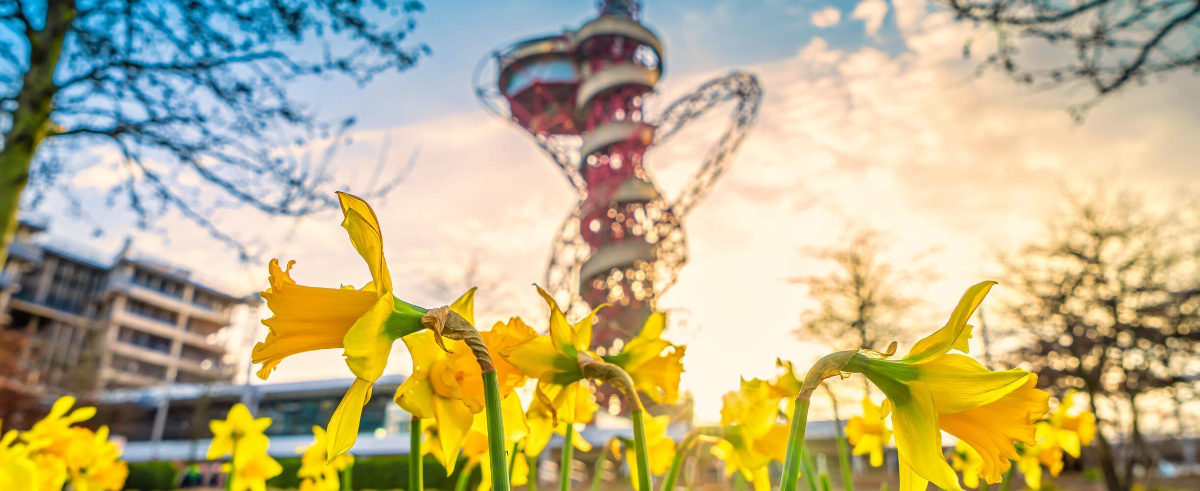 Daffodils in front of ArcelorMittal Orbit