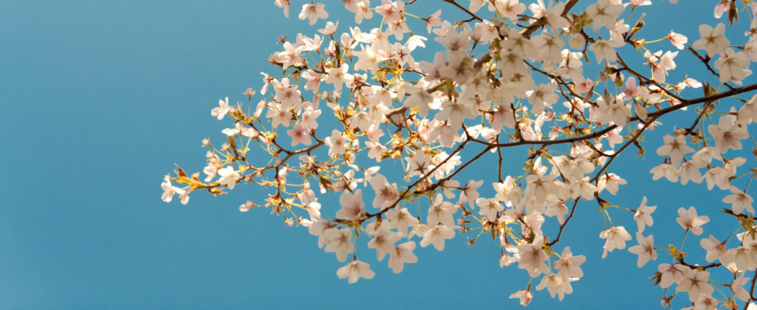 Close up of blossom tree blooming with blue sky behind