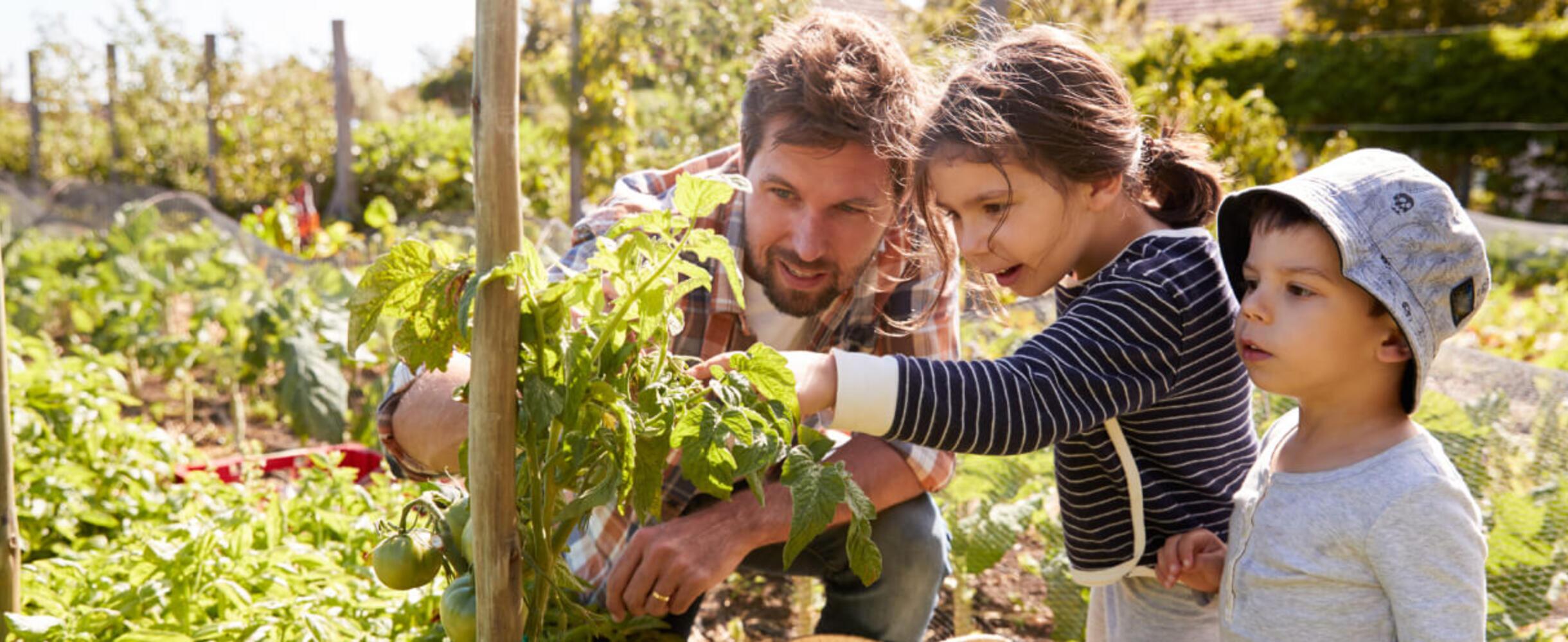 A adult and two children look at a tomato on a plant