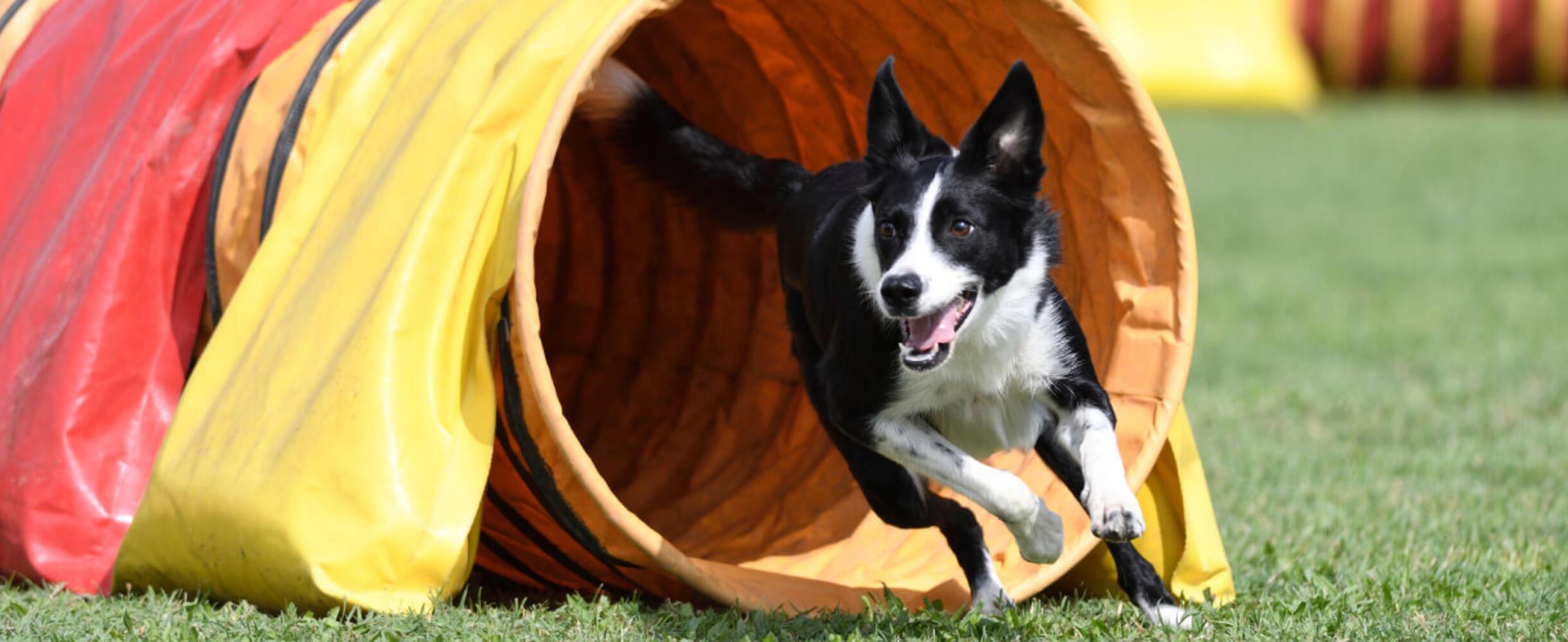 A border collie runs out of a tunnel