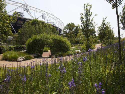 Meadows of lavender near London Stadium