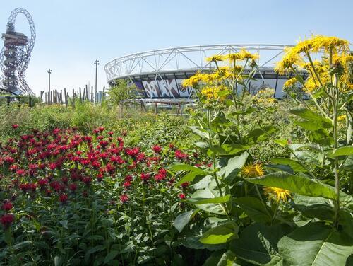 Meadows of flowers in the foreground and London Stadium in background