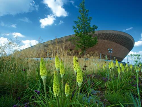 The Lee Valley Velodrome from the outside with a flower in the foreground