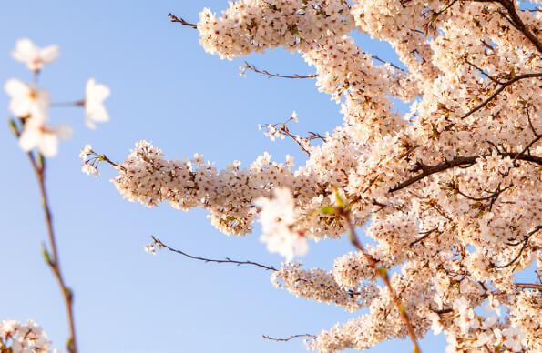 A blossom tree flowers