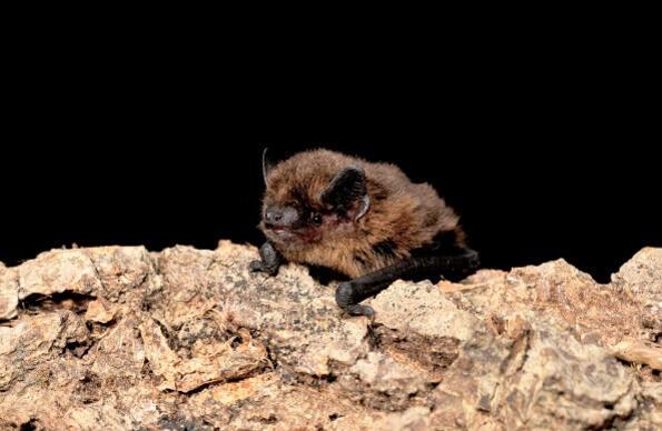 A bat A bat