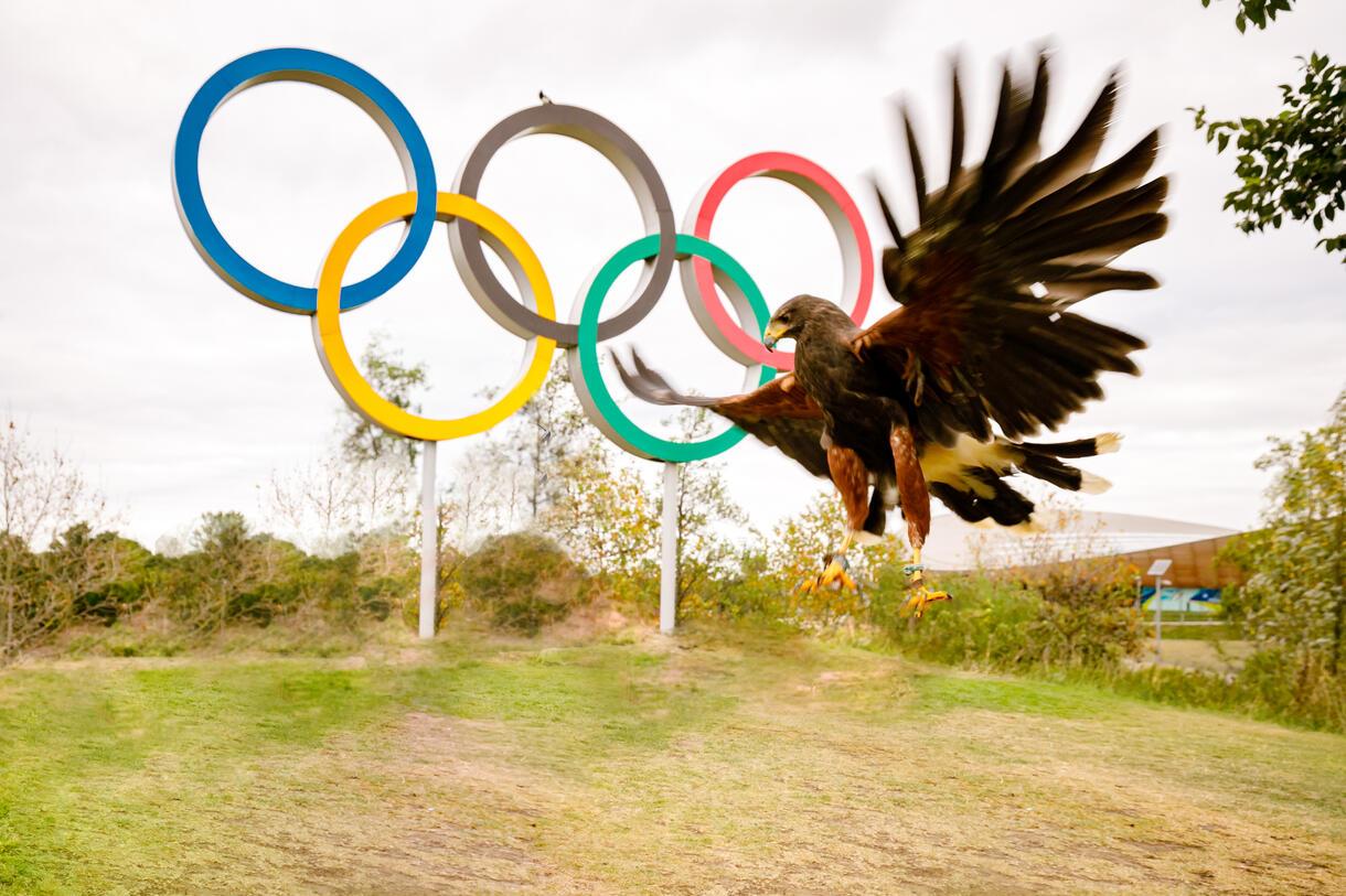 Rufus the hawk with Olympic rings in background