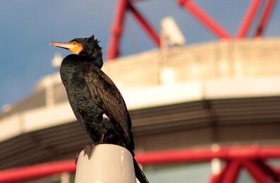 Cormorant bird perched in from to of the ArcelorMittal Orbit
