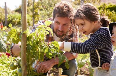 A adult and two children look at a tomato on a plant