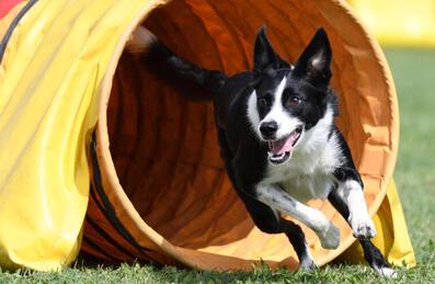 A border collie runs out of a tunnel