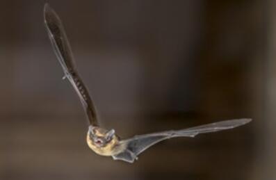 bat