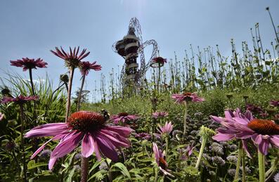 Flowers with bee and ArcelorMittal Orbit