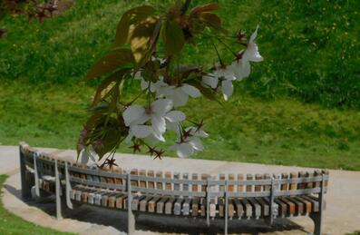 Blossom from a tree in front of a bench