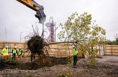Tree being lifted from the Park