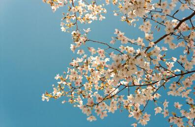 a blossom tree blooms with blue sky behind